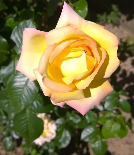 Weinhotel Rose