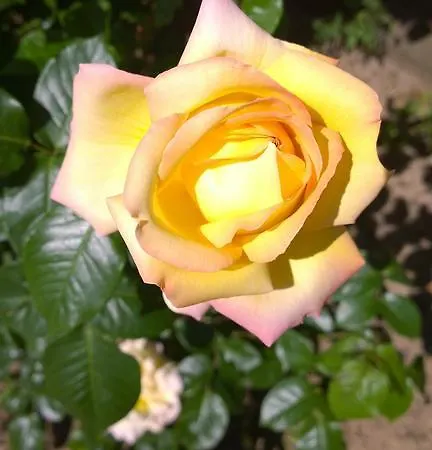 Rose